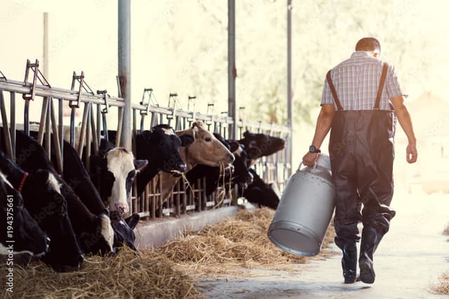 milk cows